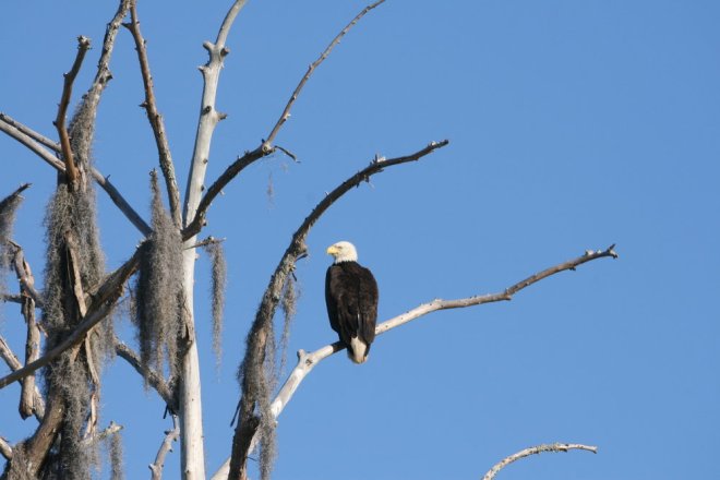 Image result for bald eagle in South Carolina