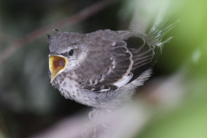 Image result for mockingbird fledgeling